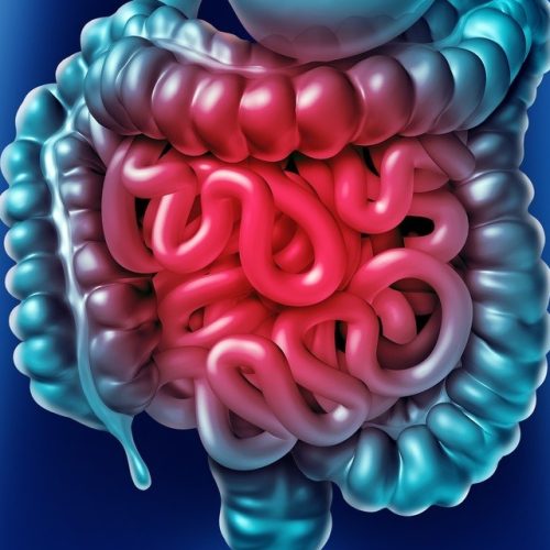 Saúde intestinal: Fitoterapeuta revela por que o “básico que funciona” é a chave para o fim do inchaço e da fadiga