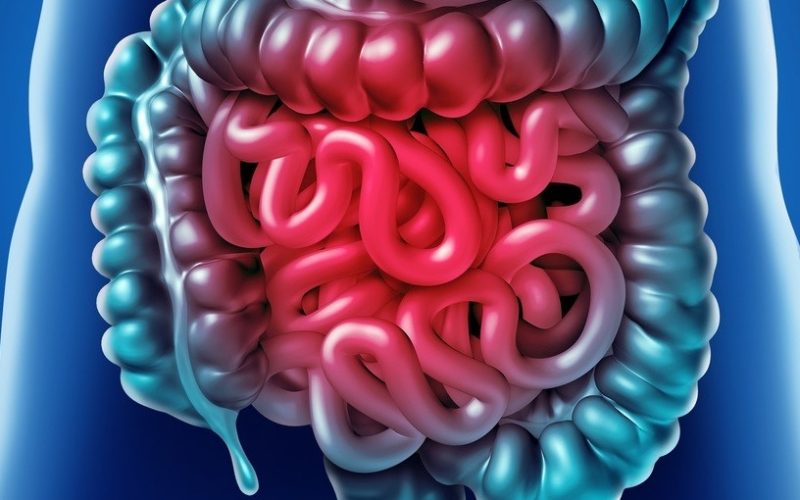 Saúde intestinal: Fitoterapeuta revela por que o “básico que funciona” é a chave para o fim do inchaço e da fadiga