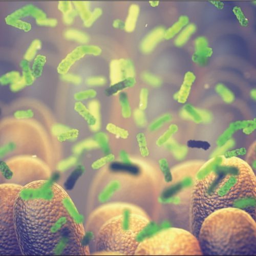 Além dos Probióticos: Fitoterapeuta explica o papel das plantas medicinais na reconstrução da barreira intestinal