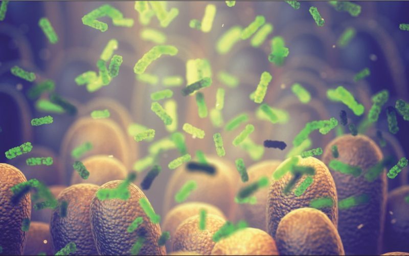 Além dos Probióticos: Fitoterapeuta explica o papel das plantas medicinais na reconstrução da barreira intestinal