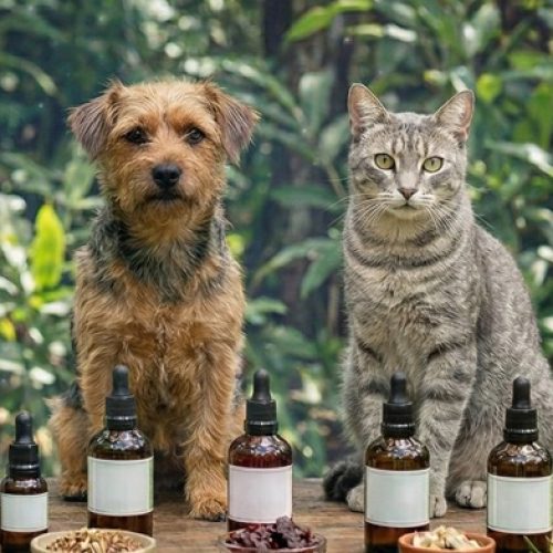 “Seu pet não é um humano pequeno”. Dr Julio Luchmann revela como a biodiversidade brasileira pode tratar cães e gatos com segurança.