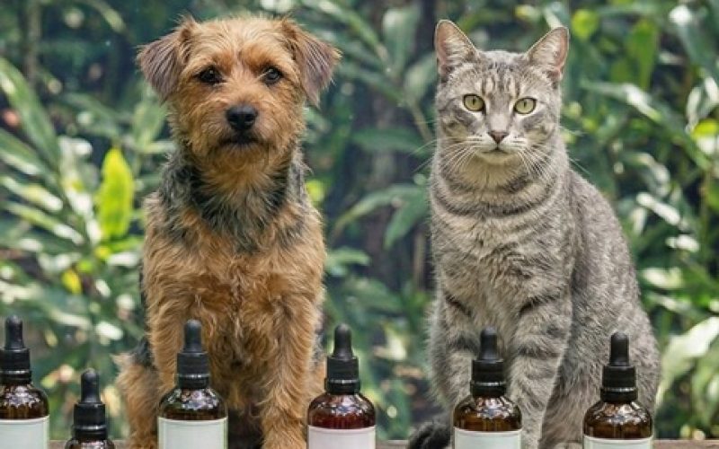 “Seu pet não é um humano pequeno”. Dr Julio Luchmann revela como a biodiversidade brasileira pode tratar cães e gatos com segurança.