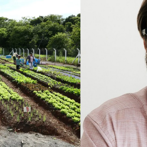 Por que Transformar Hortas Urbanas em “Farmácias Vivas” é uma Revolução de Saúde Pública