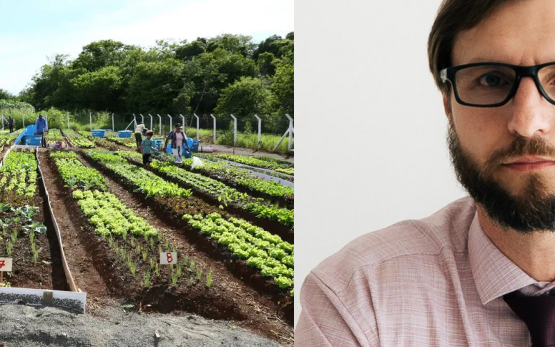 Por que Transformar Hortas Urbanas em “Farmácias Vivas” é uma Revolução de Saúde Pública
