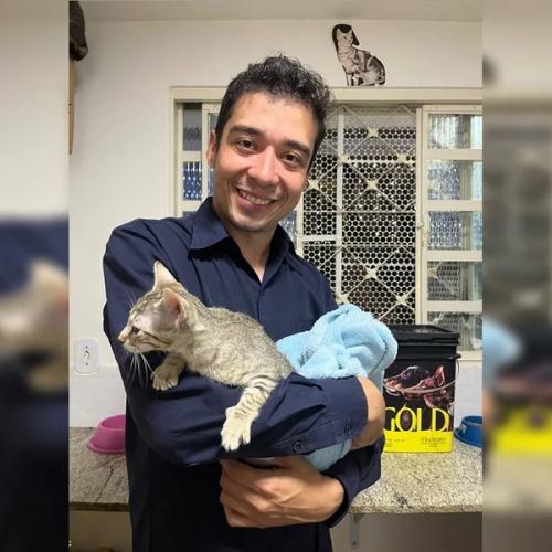 Justiça condena psicólogo a 9 anos de prisão pela morte de 17 gatos no DF