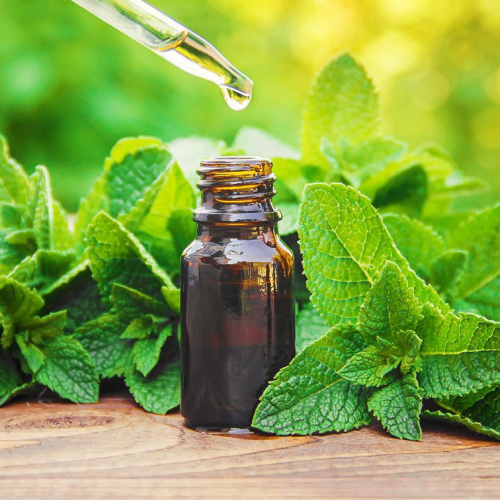 Fitoterapia como profissão: Dr. Júlio Luchmann promove imersão gratuita sobre o uso prático de plantas medicinais