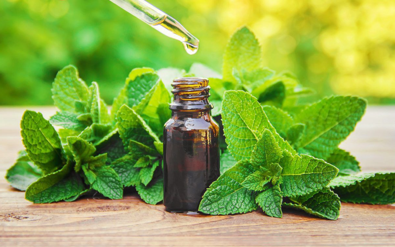 Fitoterapia como profissão: Dr. Júlio Luchmann promove imersão gratuita sobre o uso prático de plantas medicinais