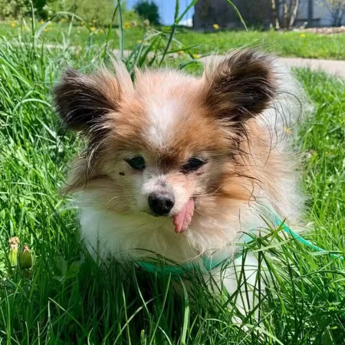 Cachorro ‘mais velho do mundo’ morre aos 30 anos na França