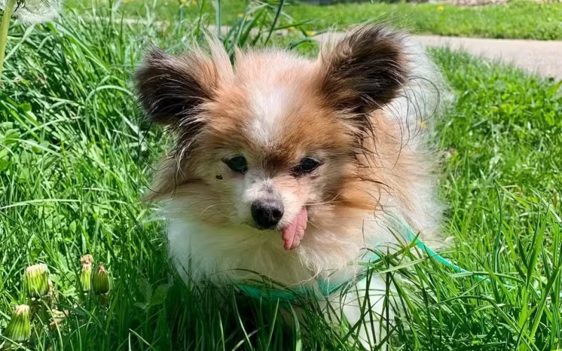 Cachorro ‘mais velho do mundo’ morre aos 30 anos na França