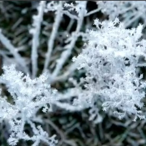 Caçadores de geada enfrentam frio extremo para registrar paisagens congeladas na Serra Catarinense